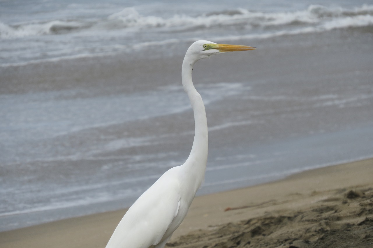 Biodiversity and Ecotourism: Friends or Foes?